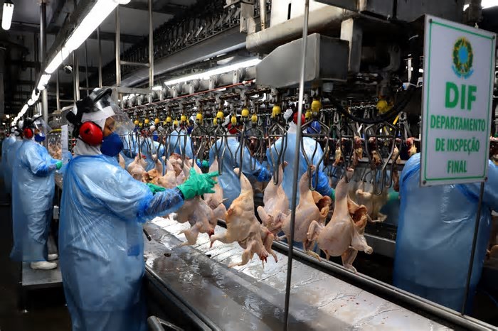Paraná tem 21 frigoríficos de frango suspensos pela China após caso de gripe aviária no RS; veja lista