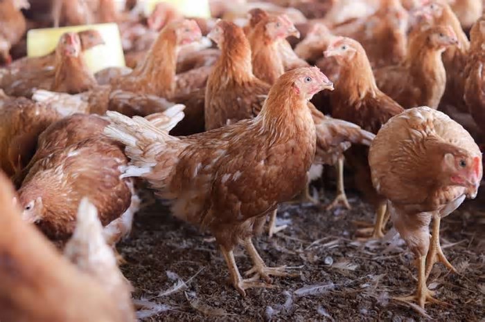 Brasil pode obter status livre de gripe aviária em 28 dias, afirma Agricultura
