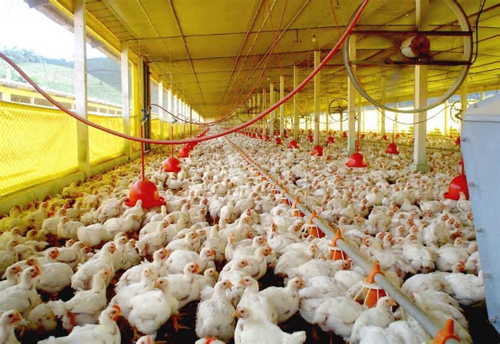 Gripe aviária dos EUA chega ao Brasil e primeiro foco em granja comercial é detectado