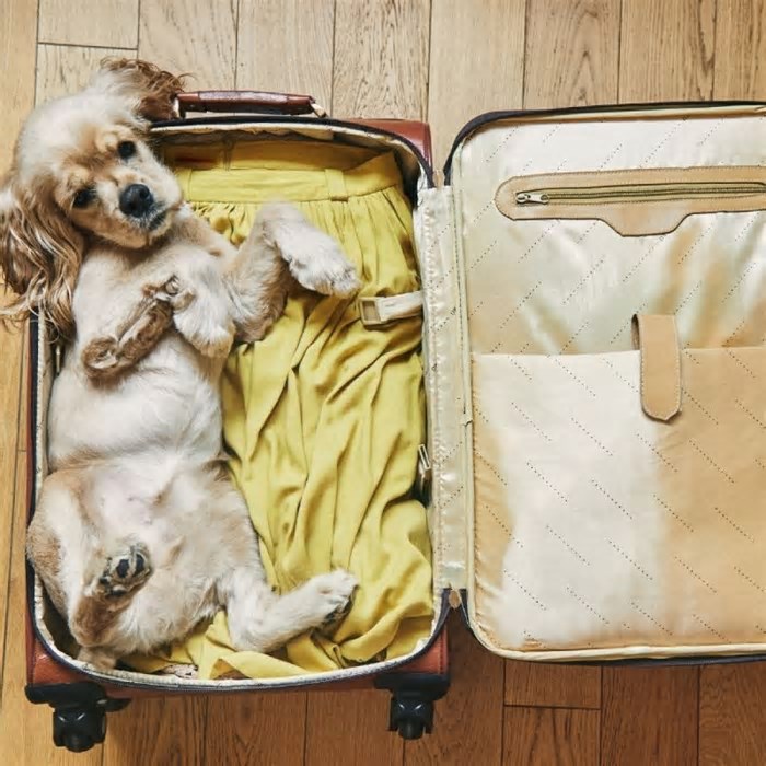 Viagem com cachorro: destinos brasileiros que seu pet vai amar conhecer