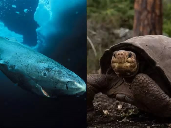 Os vovôs da natureza! Conheça 5 animais mais antigos do mundo