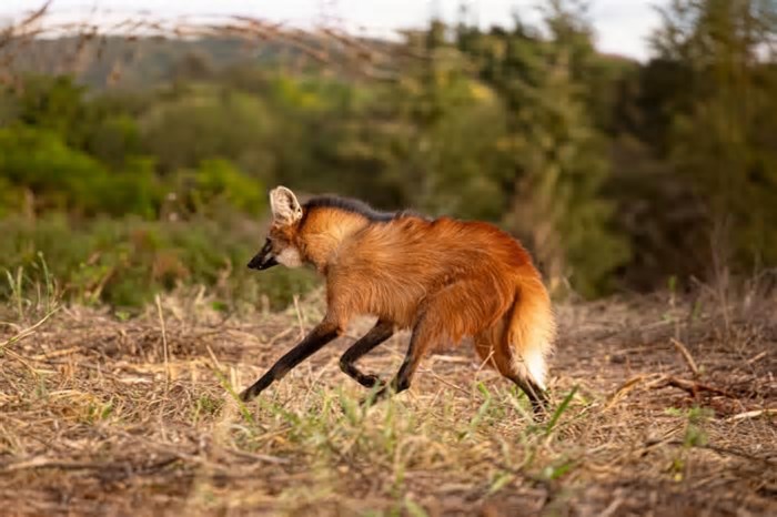 8 curiosidades incríveis sobre o lobo-guará