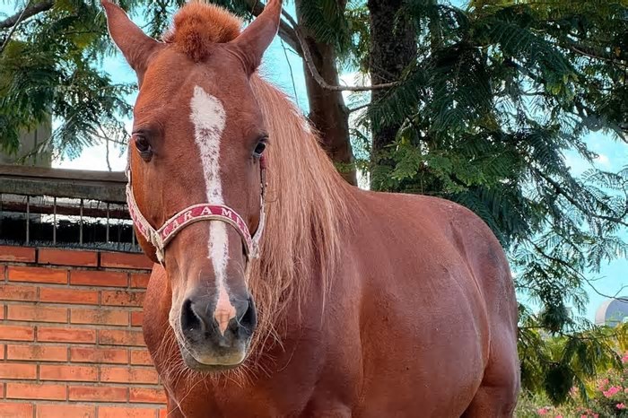 Relembre o Cavalo Caramelo, resgatado nas enchentes do RS, que virou símbolo das mudanças climáticas