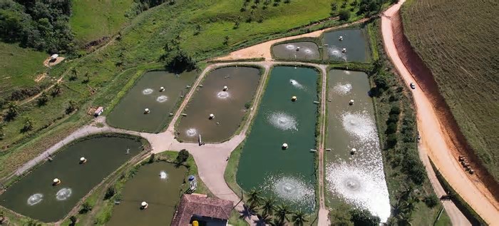 Piscicultura capixaba cresce 7,2% com apoio da tecnologia e da pesquisa