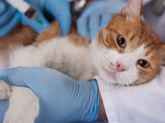 Recife: vacinação antirrábica gratuita para cães e gatos acontece nesta quinta-feira (22)