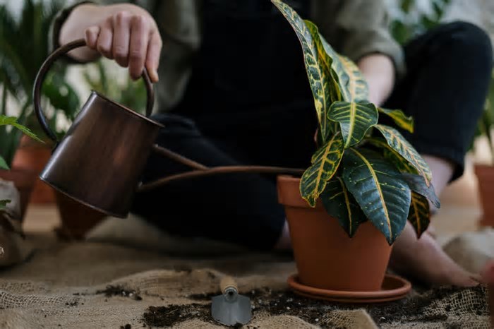 Como cuidar de plantas ajuda a viver mais e melhor