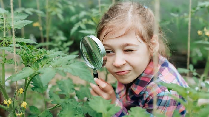 7 fatos surpreendentes sobre plantas que você precisa conhecer