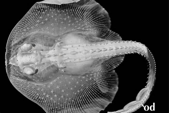 Dor de dente pode ter ajudado um peixe a sobreviver