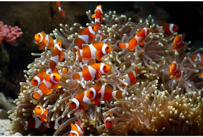 Nemo deu fama ao peixe-palhaço; curiosidades sobre a espécie