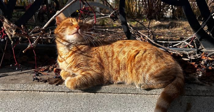 O que está por trás da cor laranja dos gatos, de acordo com os cientistas