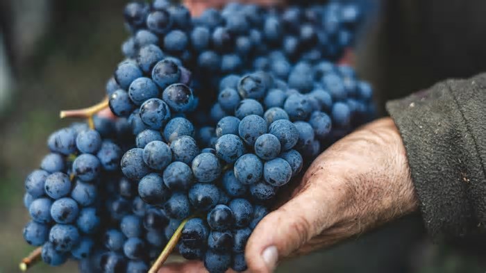 Viagens técnicas impulsionaram a viticultura no Cerrado e criam novo mercado no turismo