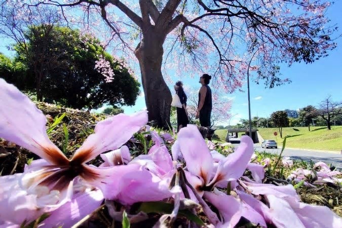 Temporada das paineiras encanta brasilienses pela beleza