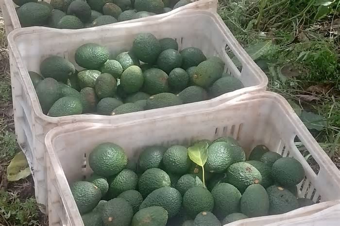 Cultivo de avocado vira alternativa para produtores de café e laranja no Paraná