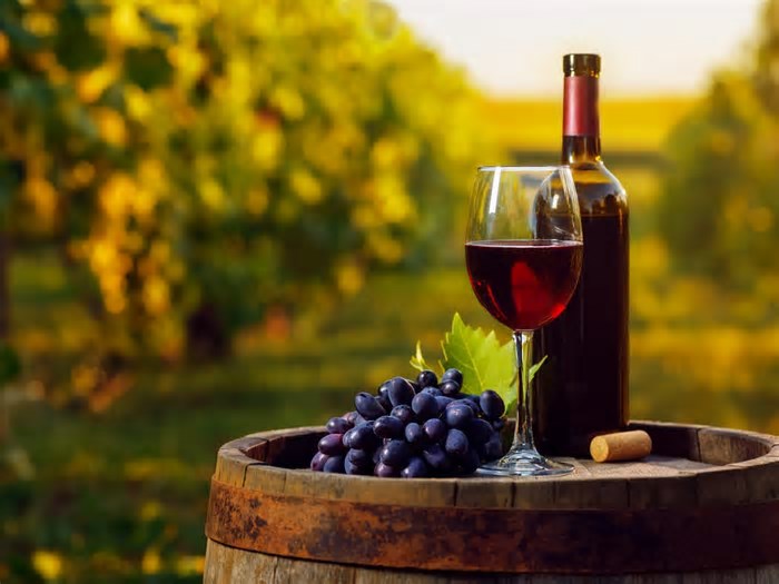 Melhores vinhos brasileiros: os rótulos nacionais premiados que você precisa conhecer