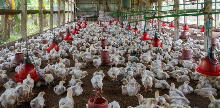Gripe aviária no Brasil: Uma política de Saúde Única não pode mais esperar!