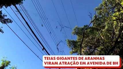 Teias gigantes de aranhas viram atração em avenida de BH; VÍDEO