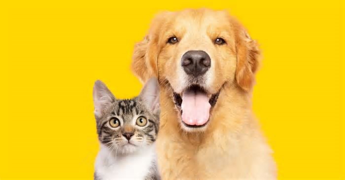 Saiba como identificar e prevenir doenças renais em animais