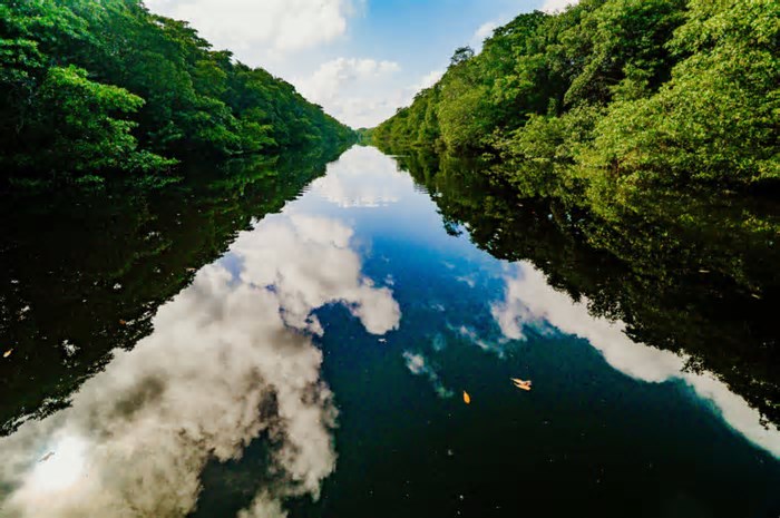 COP 30: O que é e o que esperar da conferência climática mais importante do ano no Brasil