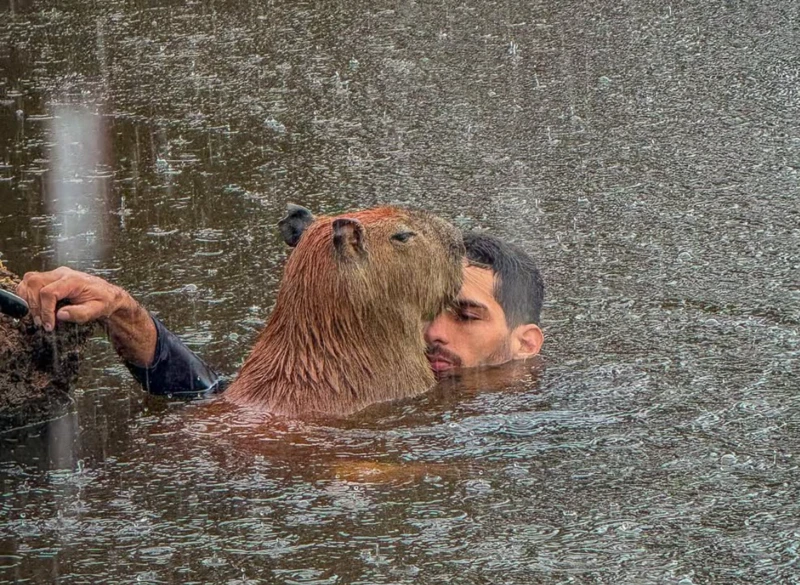 Influencer da capivara Filó continua com o animal, ganhou seguidores e contrato com 'bet'