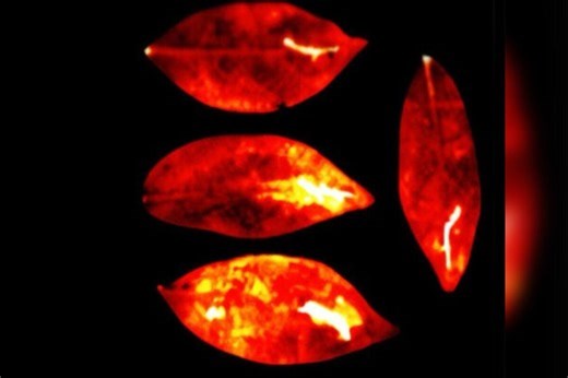 Estudo detecta luz emitida por seres vivos que some após a morte