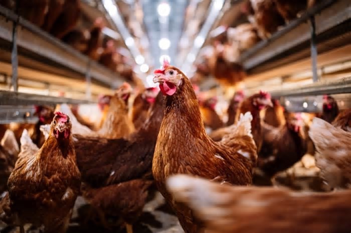Gripe aviária: Rússia reduz embargo ao frango e restringe apenas o RS