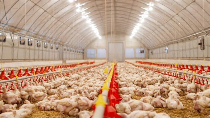 Brasil Entra em Período de 28 Dias Para se Autodeclarar Livre de Gripe Aviária