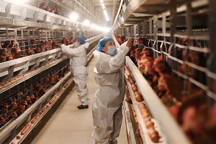 Desinfecção de granja foco da gripe aviária no RS é concluída