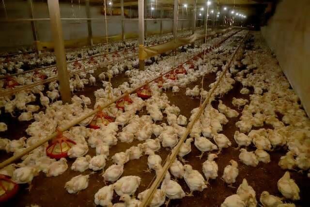 Gripe aviária: comer ovos e carne de frango é seguro, reforça conselho de MS