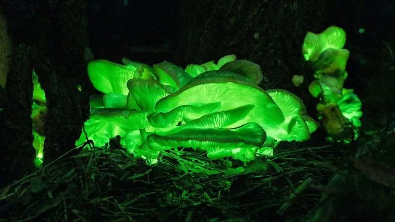 A floresta 'mágica' que brilha no escuro na Austrália