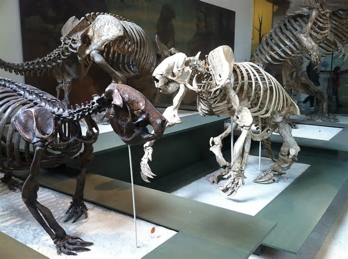Antigos humanos caçavam preguiças gigantes de 6 metros – e isso causou sua extinção
