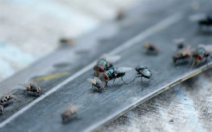 O que significa quando aparecem muitas moscas em casa, segundo a ciência?
