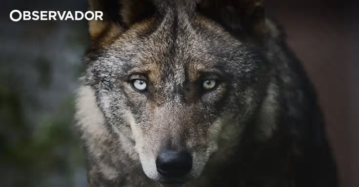 Ambientalistas europeus dizem que Europa virou as costas ao lobo e à ciência