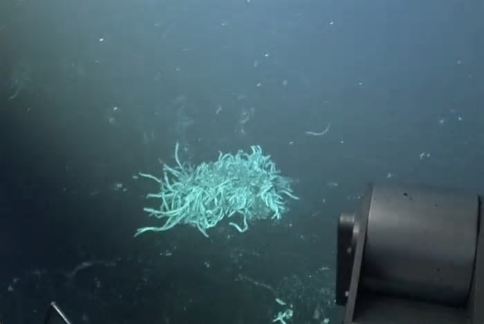 Cientistas testemunham erupção vulcânica na Cordilheira do Oceano Profundo pela primeira vez
