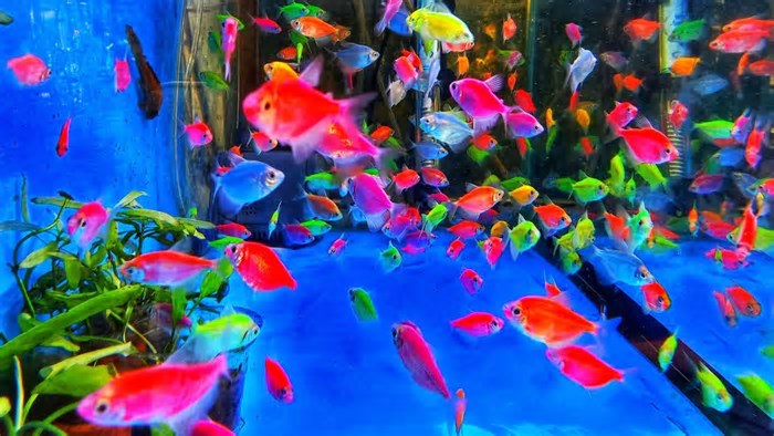 A caça aos peixes modificados para 'brilhar no escuro', que levou a multas acima de R$ 100 mil