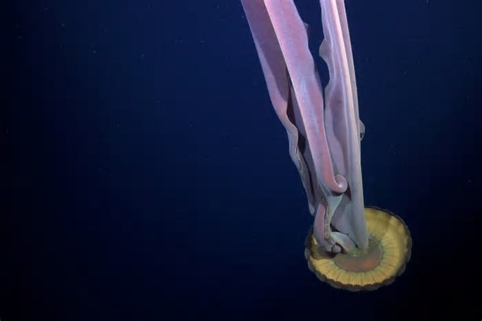 Animal 'fantasma' gigante é avistado após iceberg se desfazer; entenda