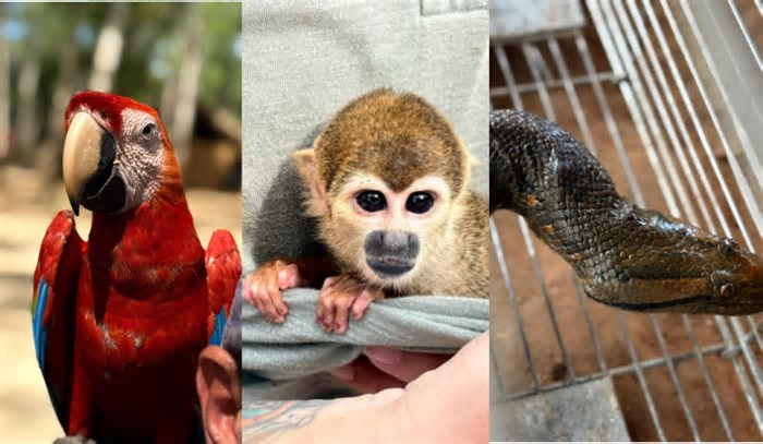 VÍDEOS: sete animais silvestres são resgatados de exploração turística no AM