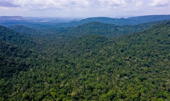 COP na Amazônia será um choque de realidade, diz chefe de comitê do clima no Rio