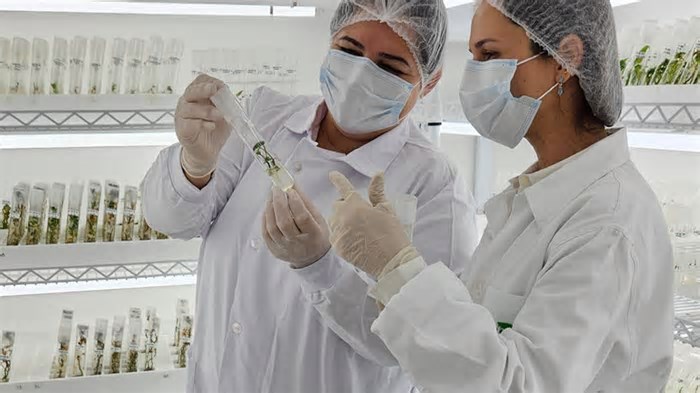 Embrapa vai à África para transferir tecnologia