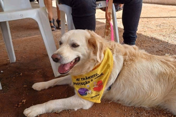 Detran-DF promove ação sobre transporte de pets em Águas Claras