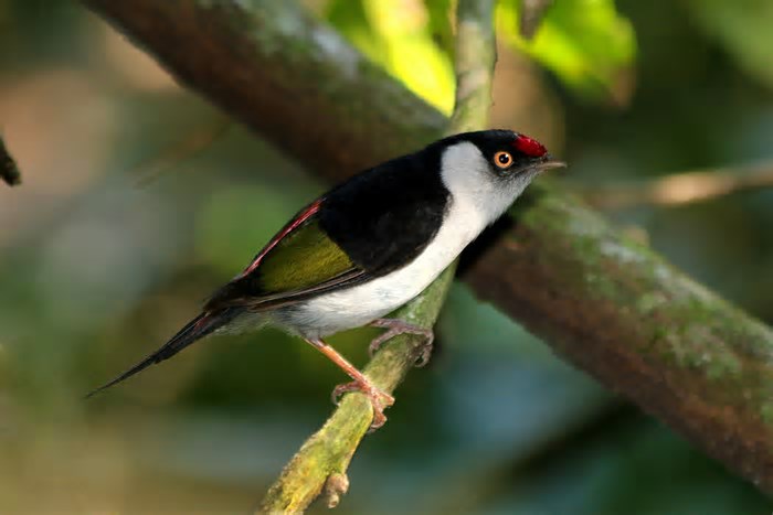 Setur-SP lança roteiros de observação da vida silvestre na Avistar Brasil 2025