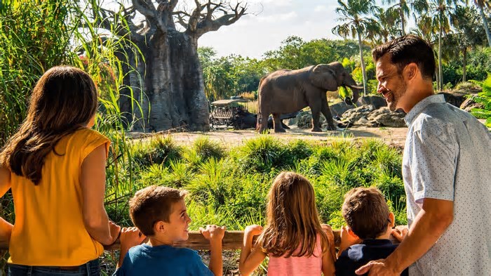 Caring for Giants: A Experiência Imperdível com Elefantes no Disney’s Animal Kingdom