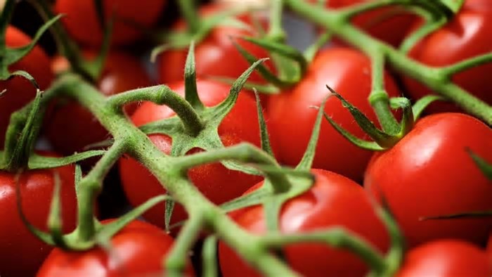 Menor oferta eleva preço do tomate na Serra Gaúcha