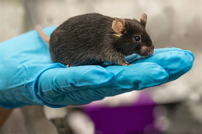 Animais de laboratório são sacrificados após cortes de Trump na ciência