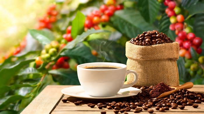 O que cafés com impurezas e micotoxinas causam à saúde?