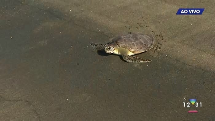Tartaruga cadastrada no litoral de SP é encontrada em Fernando de Noronha 24 anos depois