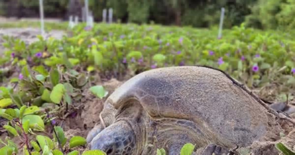 Tartaruga marcada em Ubatuba é vista em Fernando de Noronha