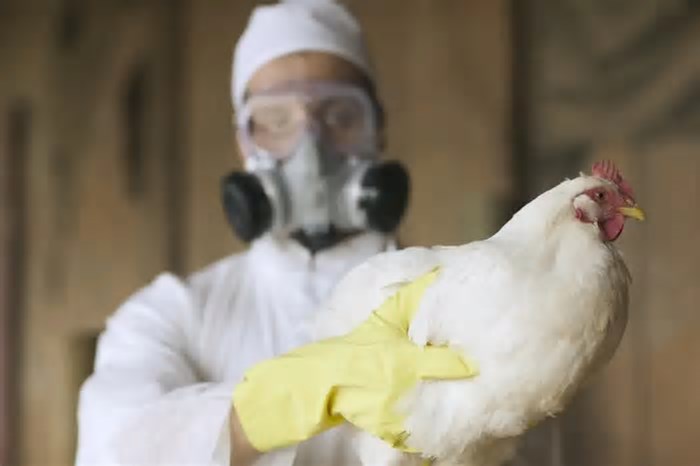 Gripe aviária: por que cientistas alertam que doença pode causar próxima pandemia