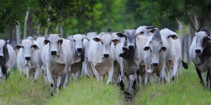Agrobrazil: negócios captados em São Paulo têm média de R$ 310,51