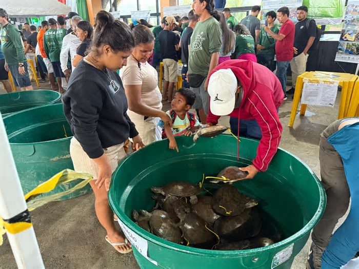 Amazonas realiza primeira venda legal de quelônios