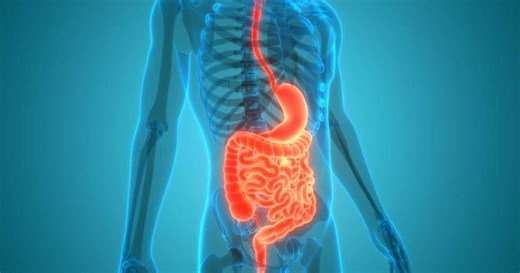 Saúde e digestão: saiba como prevenir as doenças do sistema digestivo